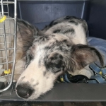 Having a nap.