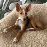 Ziggy (AAR 2855)